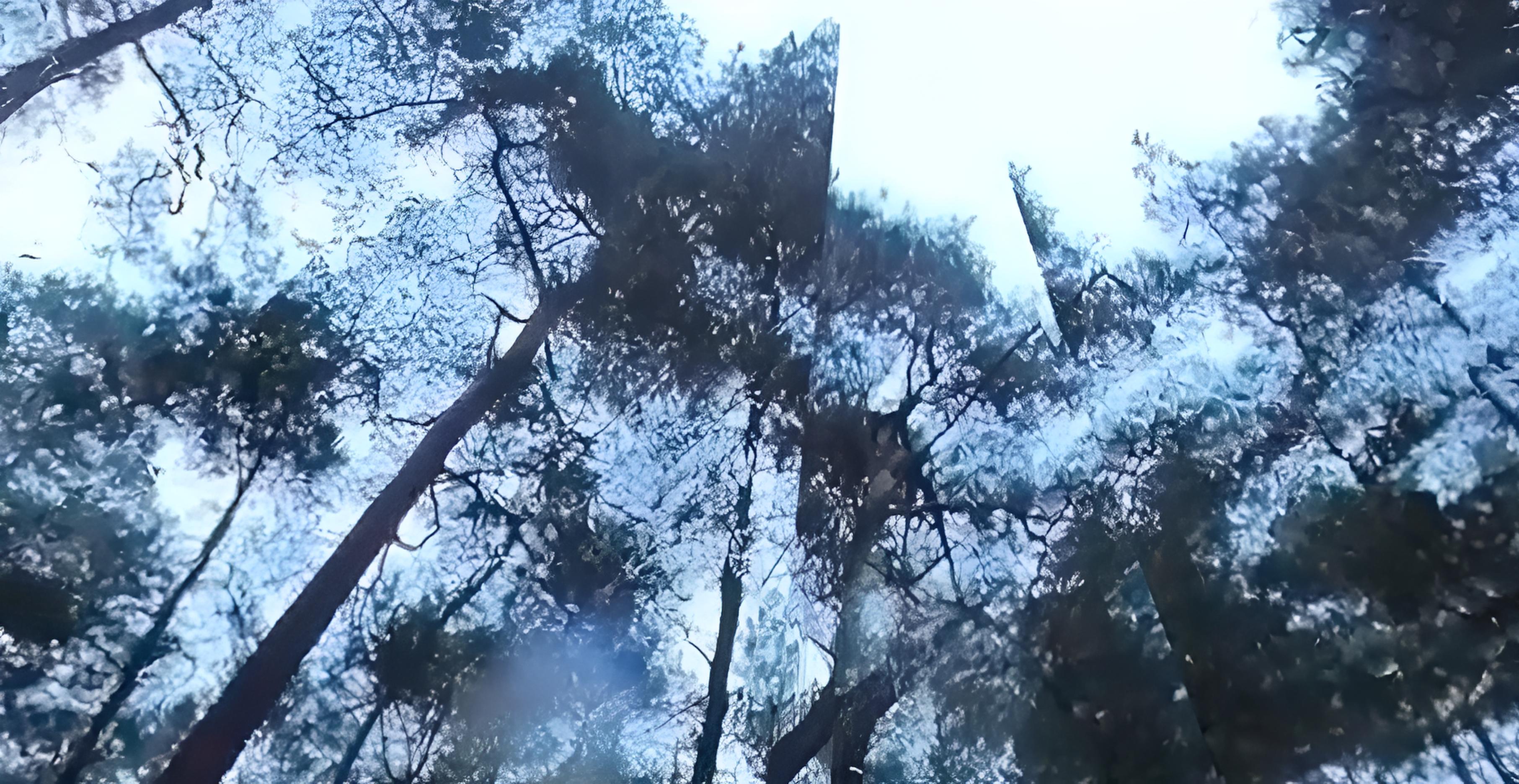 Das Schweigen der Wälder